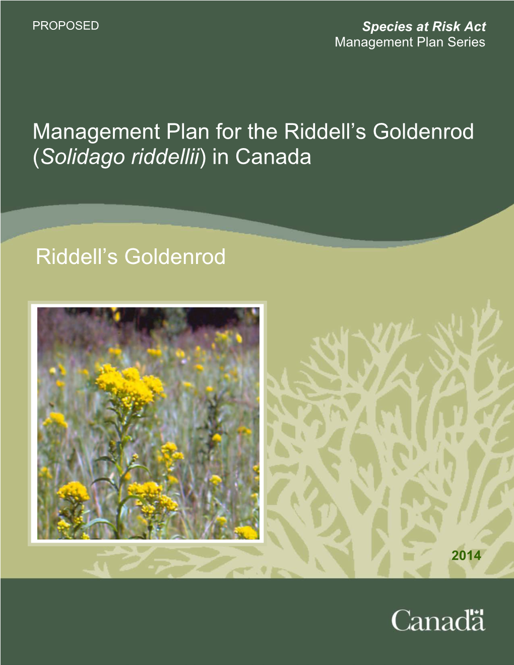Riddell's Goldenrod (Solidago Riddellii)