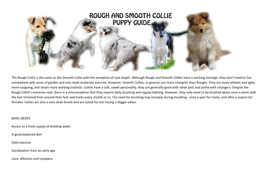 The Rough Collie Is the Same As the Smooth Collie with the Exception of Coat Length