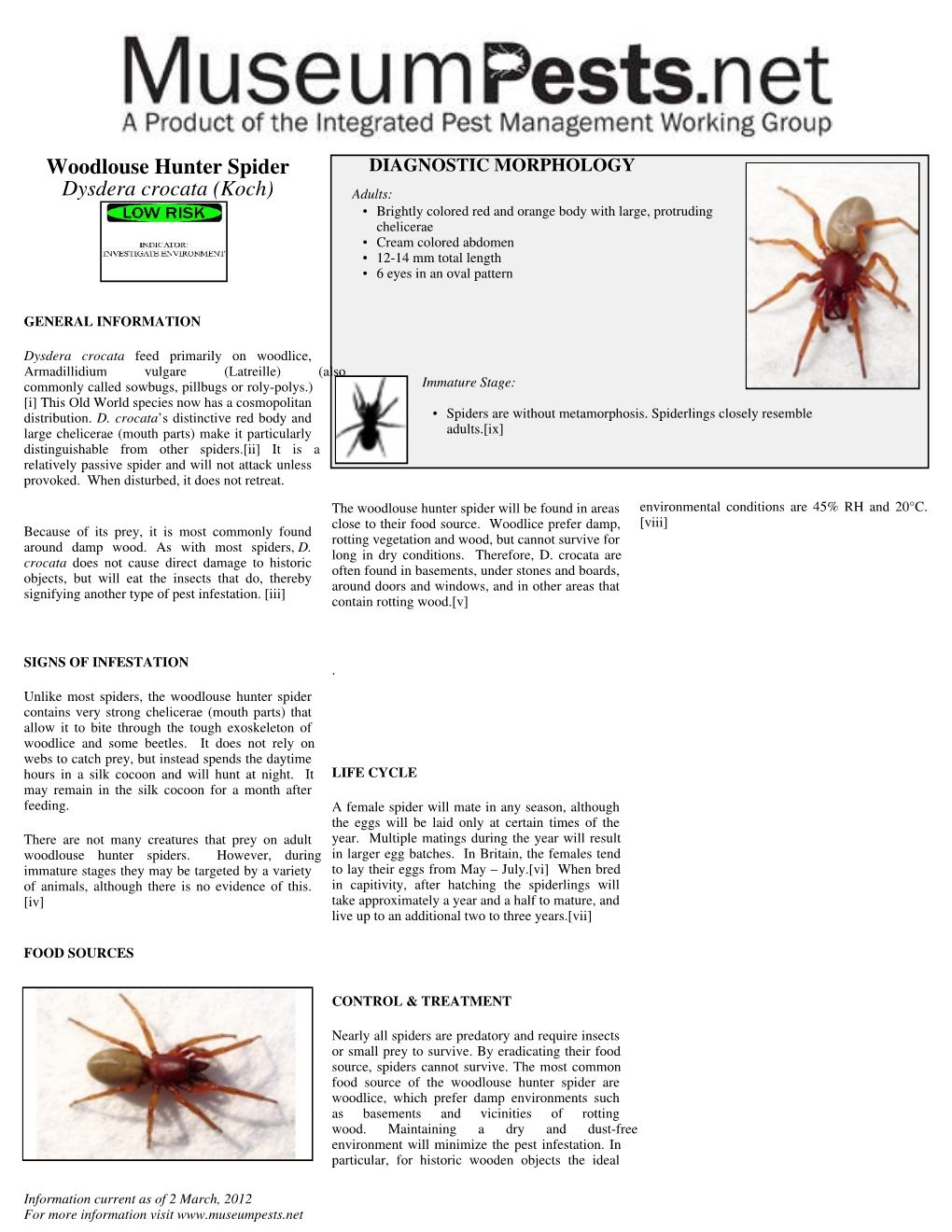 Woodlouse Hunter Spider Dysdera Crocata (Koch)