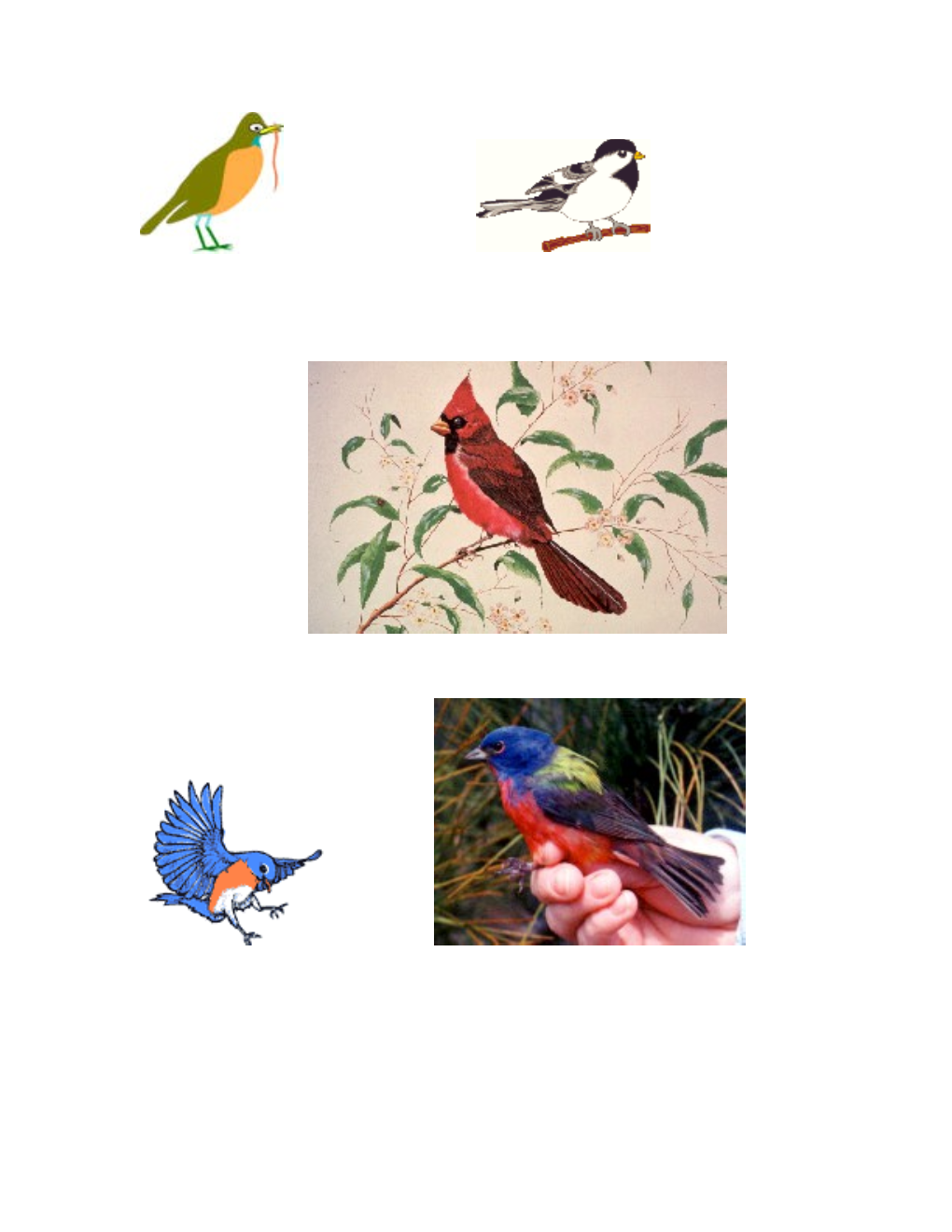 Birds Of The Southeast Identification List