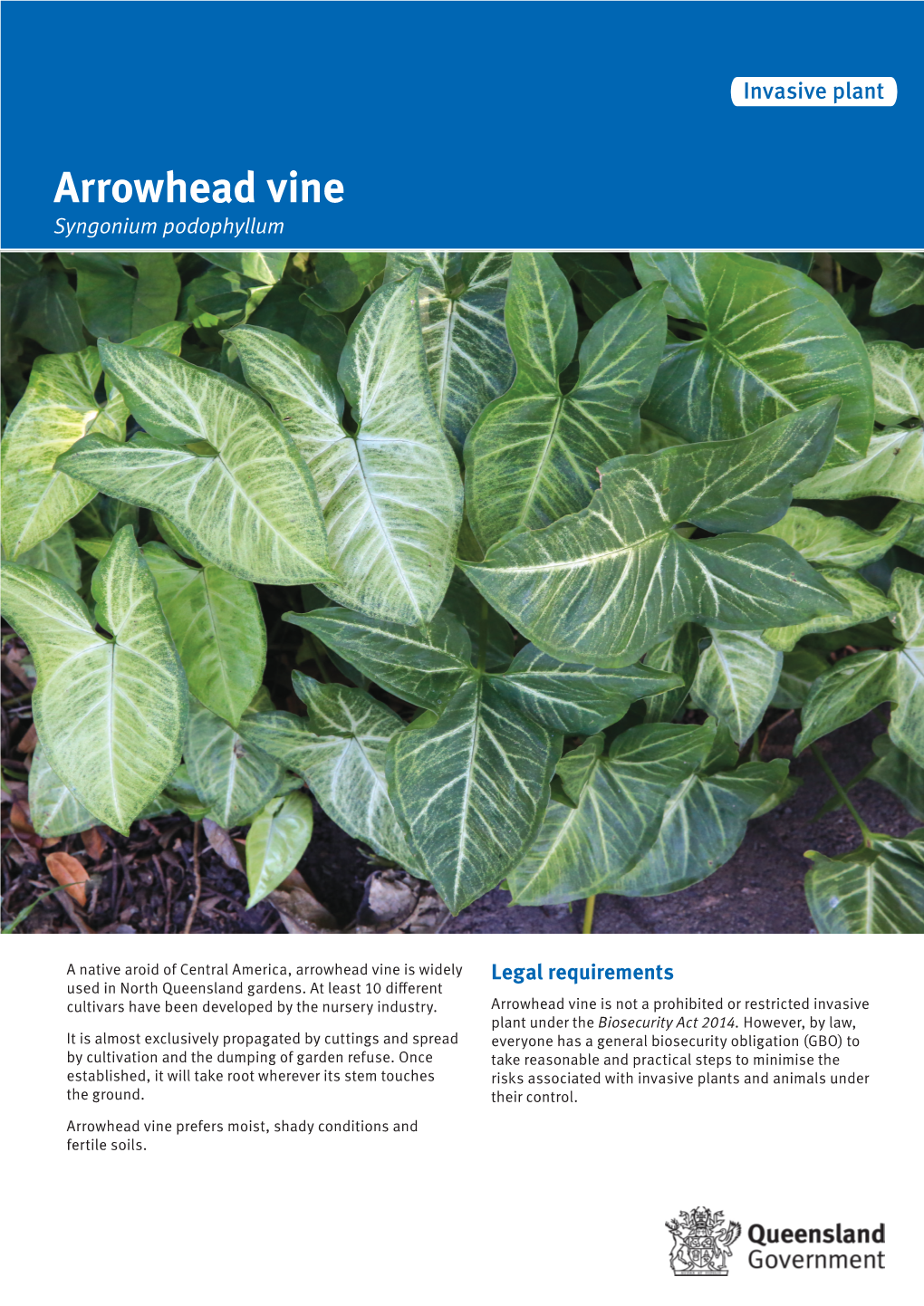 Arrowhead Vine (Syngonium Podophyllum)