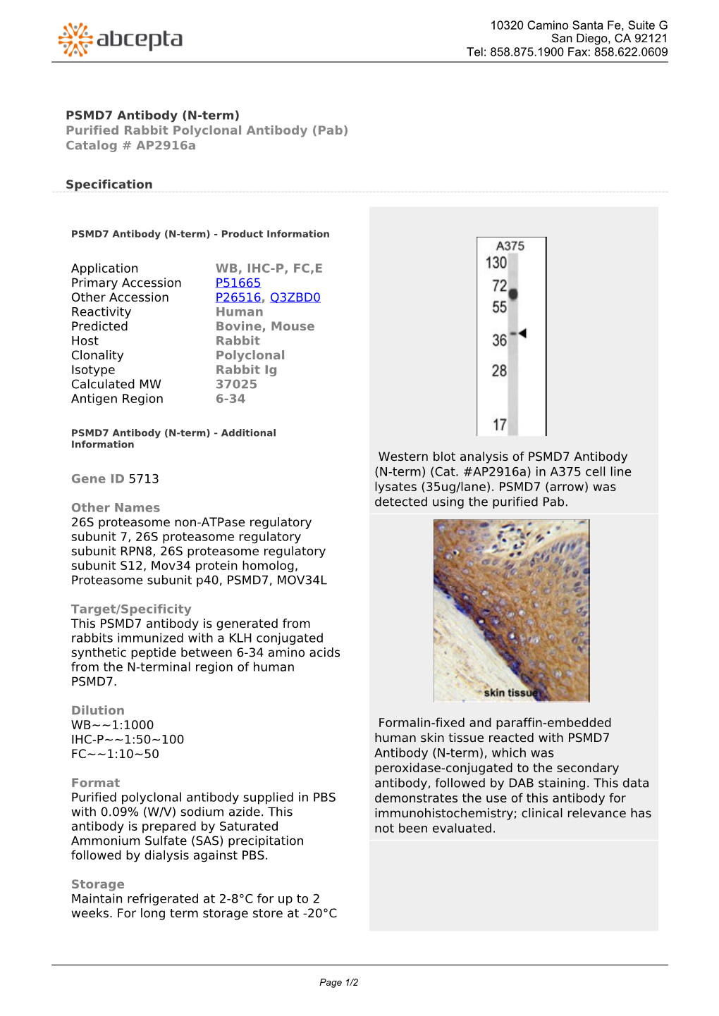 PSMD7 Antibody (N-Term) Purified Rabbit Polyclonal Antibody (Pab) Catalog # Ap2916a