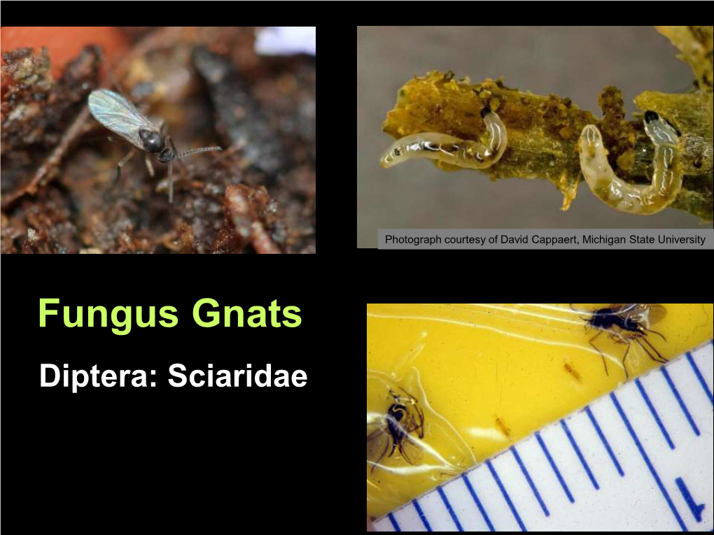 Fungus Gnats Diptera: Sciaridae Potential Concerns Associated with Fungus Gnats