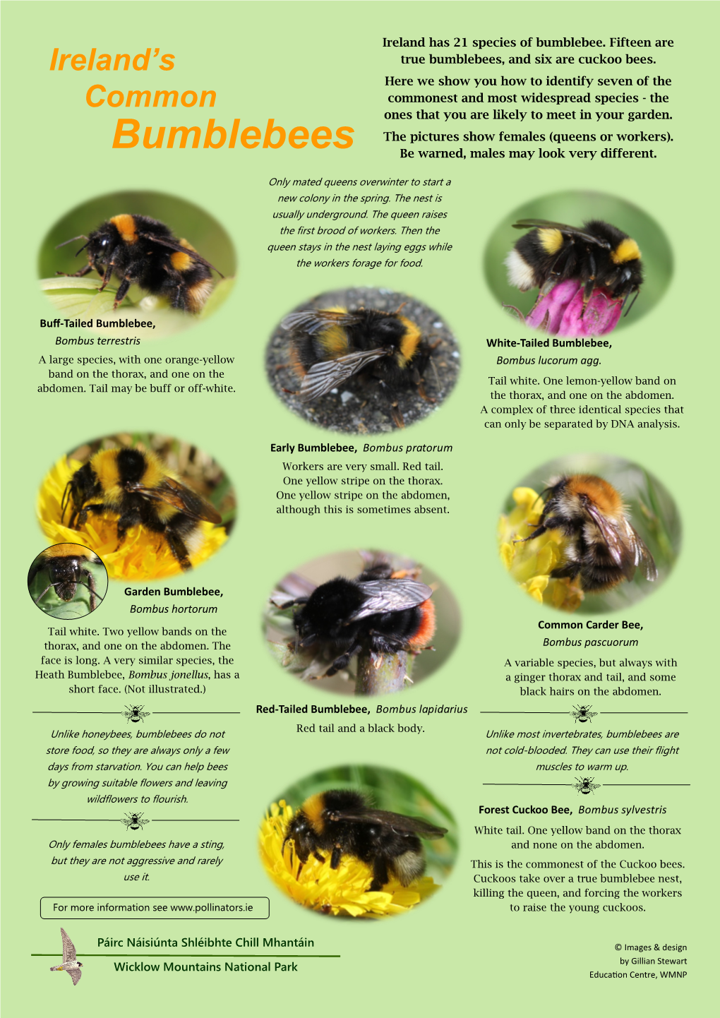 Ireland's Common Bumblebees