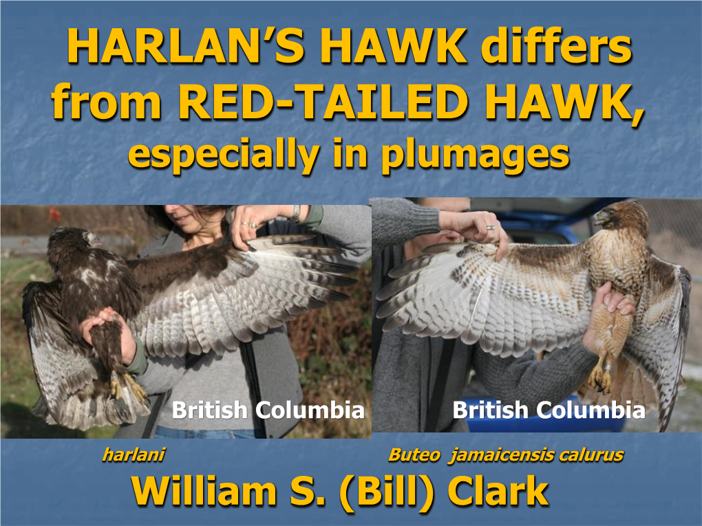 HARLAN's HAWK Differs from RED-TAILED HAWK