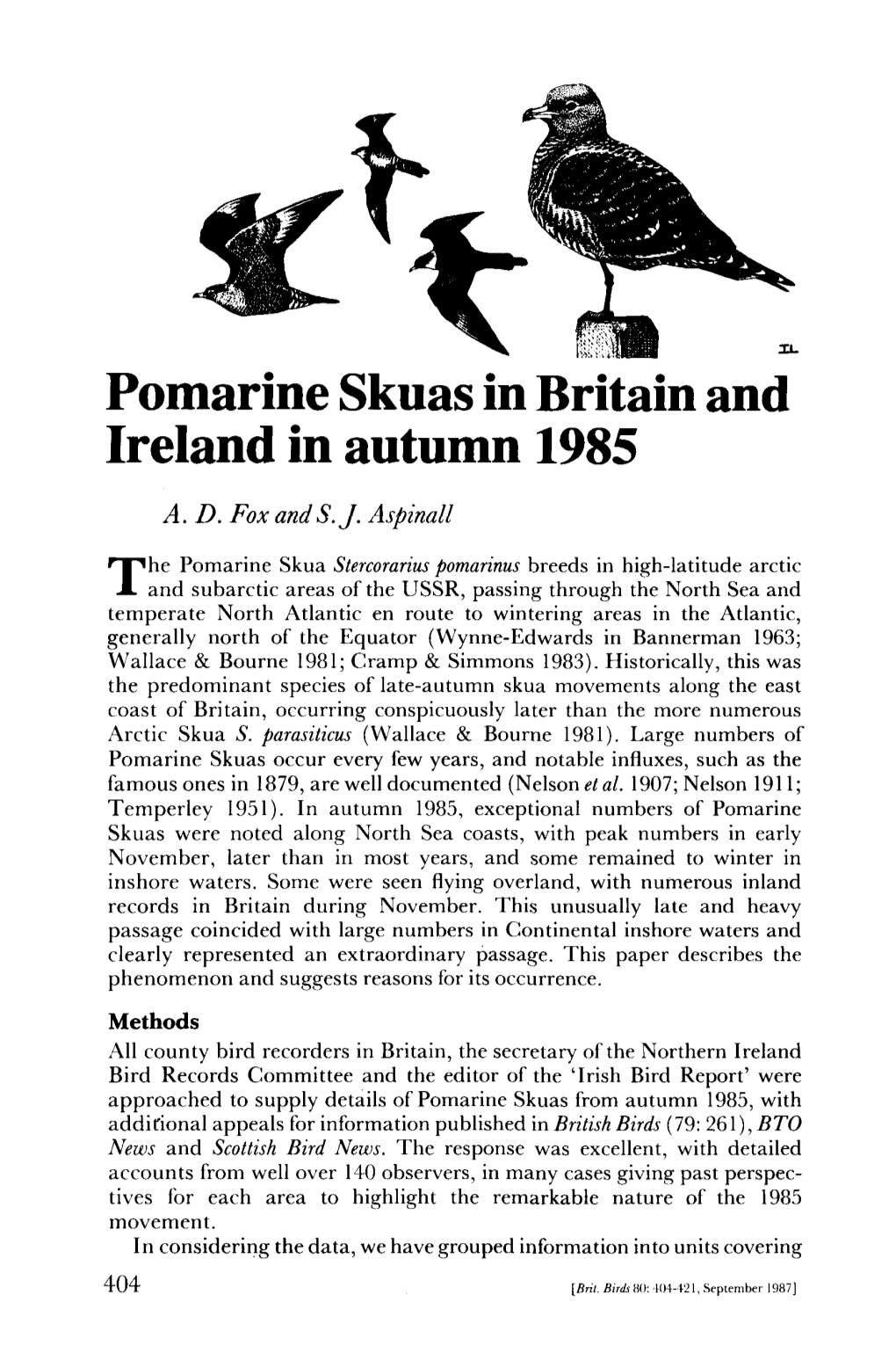 Pomarine Skuas in Britain and Ireland in Autumn 1985