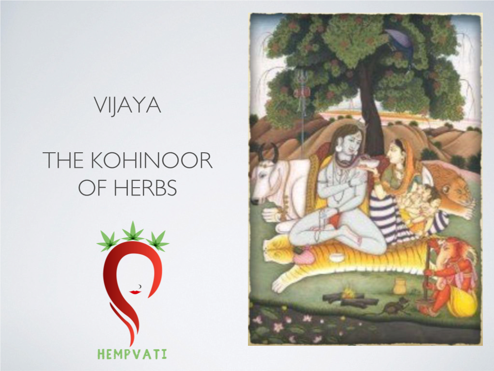 Vijaya the Kohinoor of Herbs