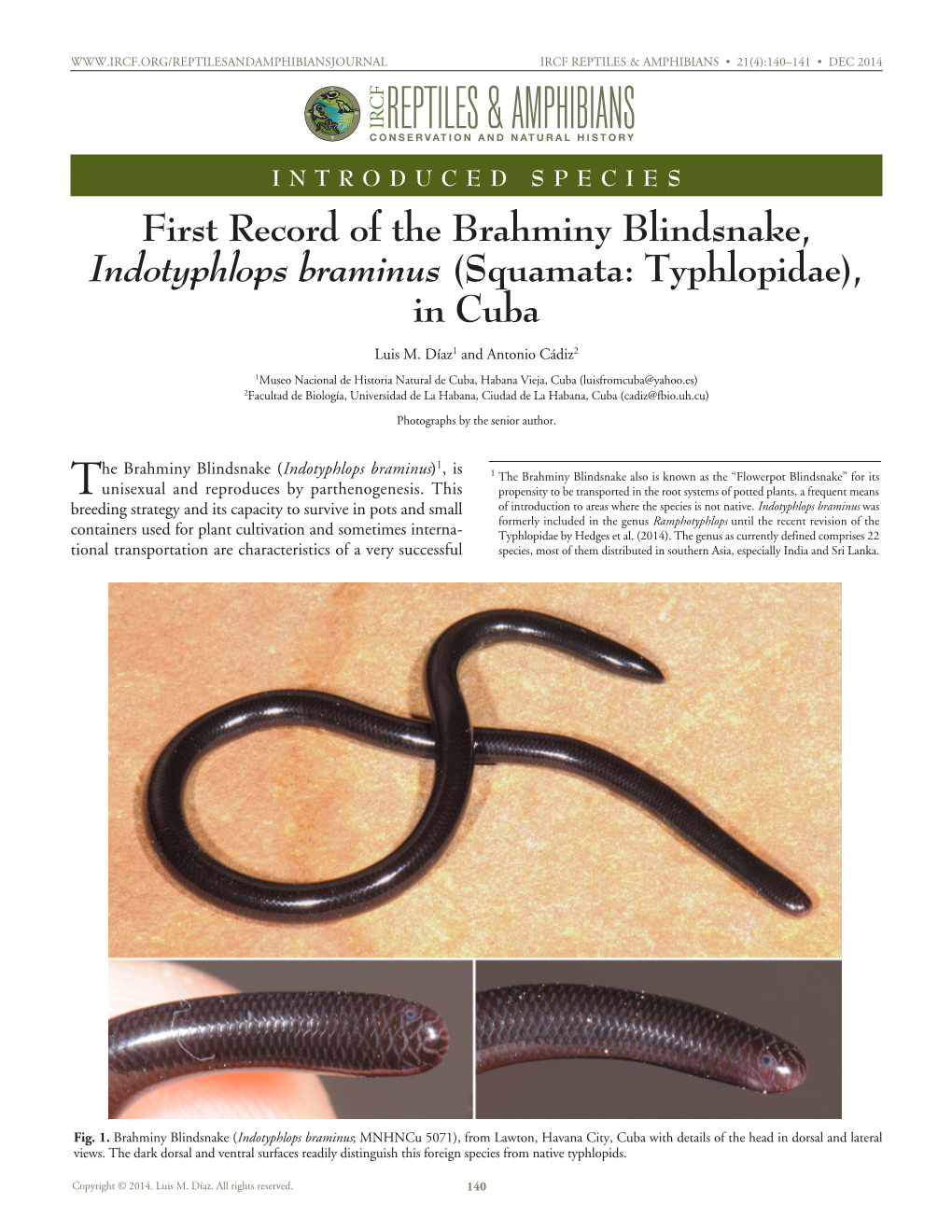 Indotyphlops Braminus) , Is 1 The Brahminy Blindsnake Also Is Known As the “Flowerpot Blindsnake” for Its Tunisexual and Reproduces