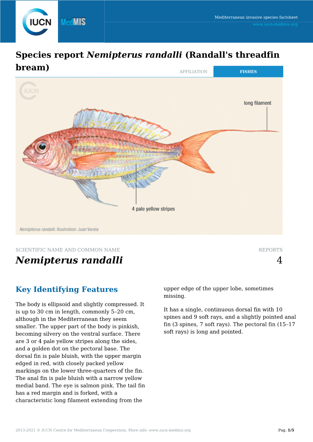 Nemipterus Randalli (Randall's Threadfin Bream) AFFILIATION FISHES