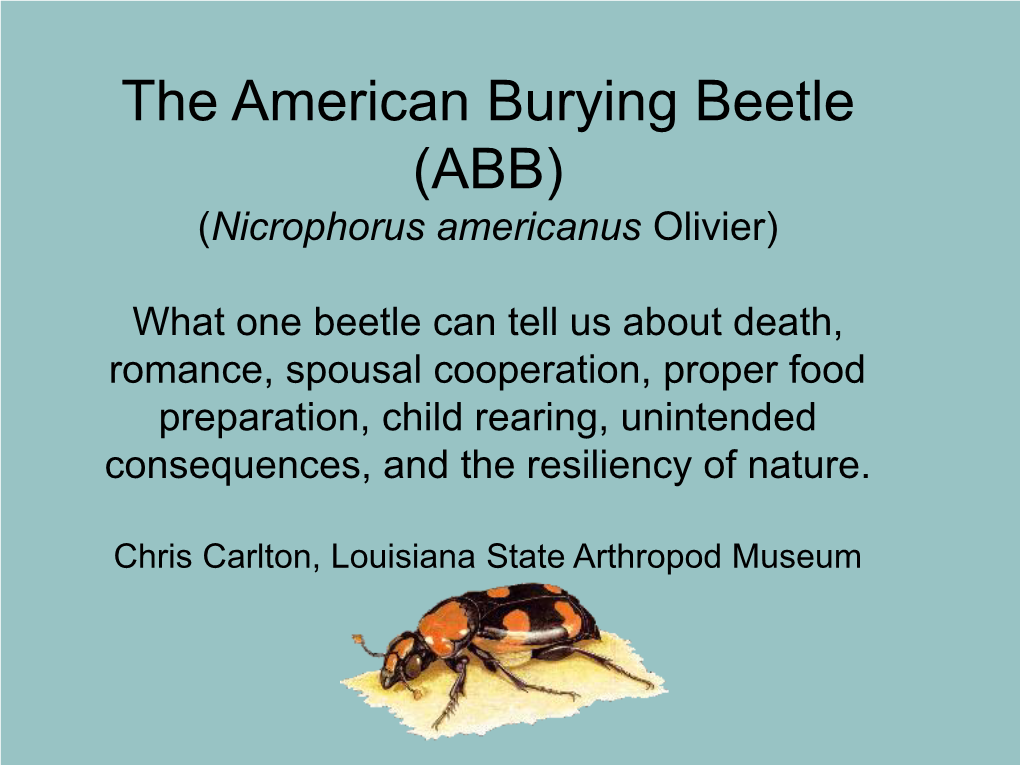 The American Burying Beetle (ABB) (Nicrophorus Americanus Olivier)