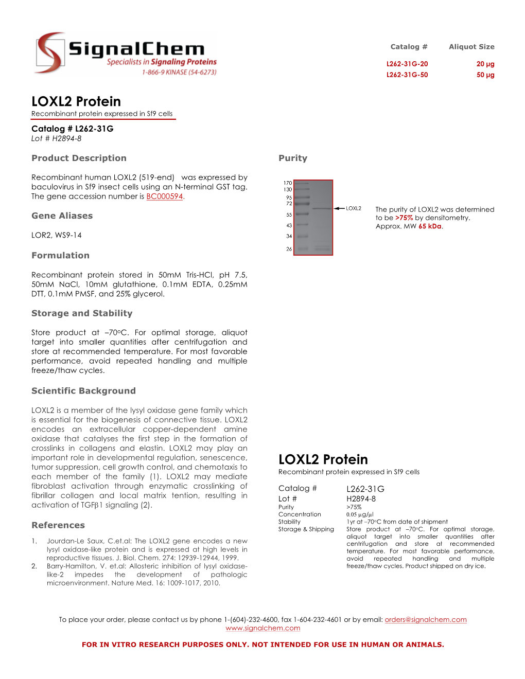 LOXL2 Protein Recombinant Protein Expressed in Sf9 Cells