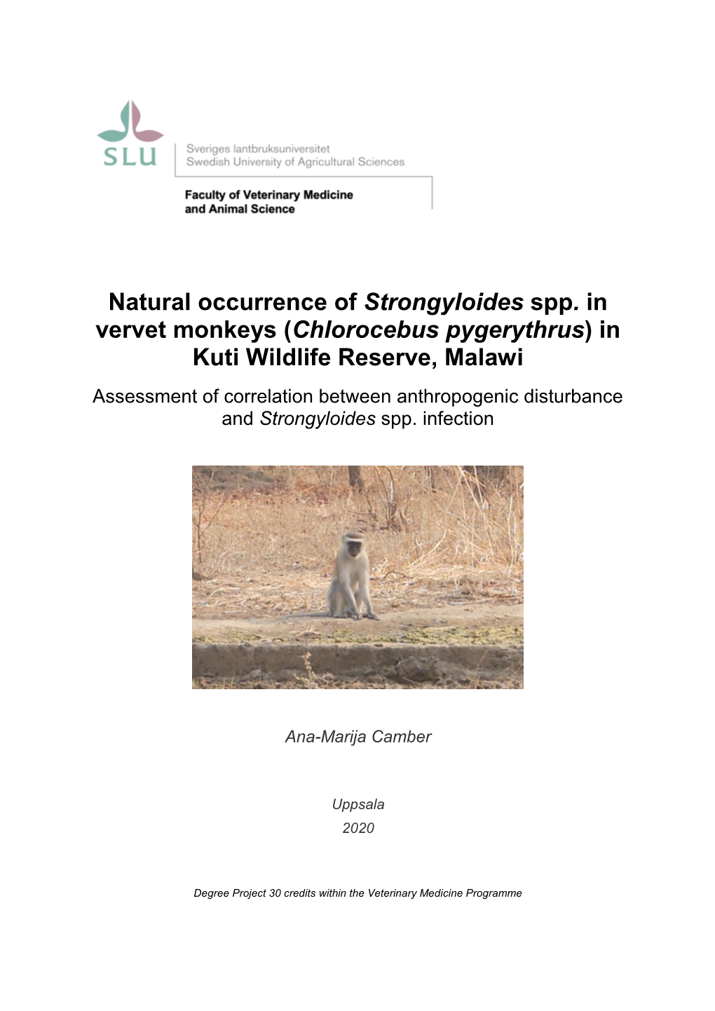 Natural Occurrence of Strongyloides Spp. in Vervet Monkeys