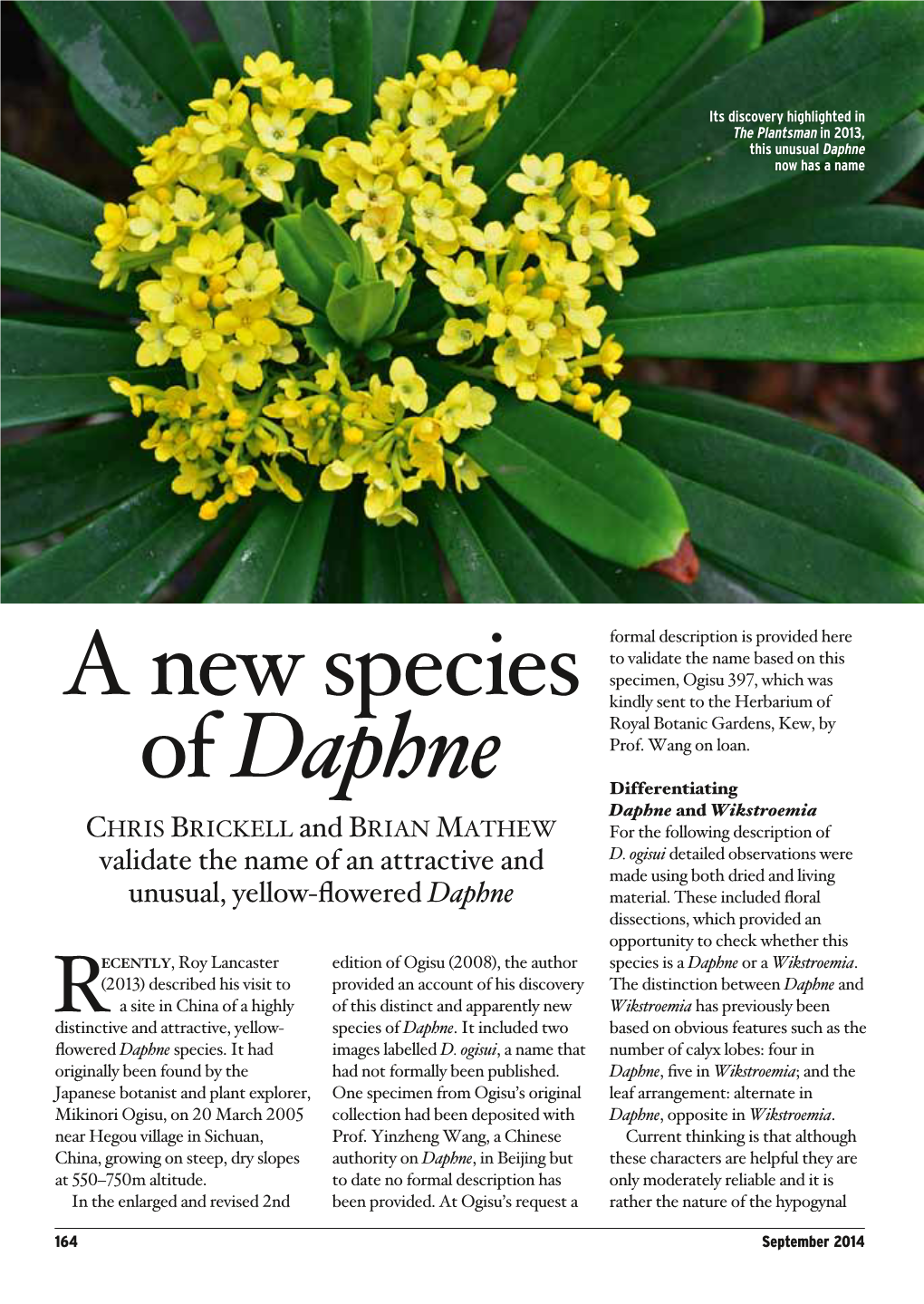 The Plantsman: a New Species of Daphne