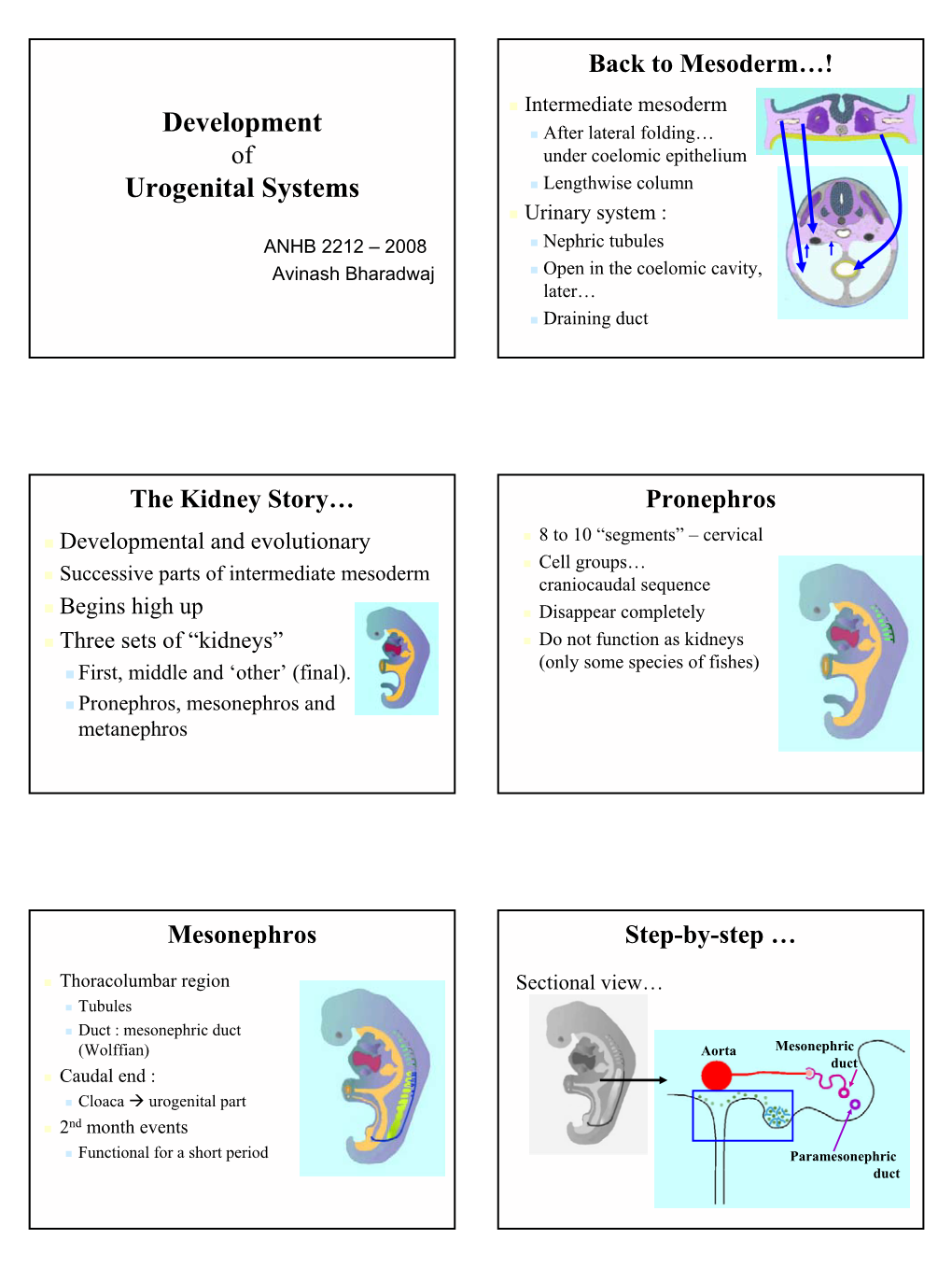 Development Urogenital Systems