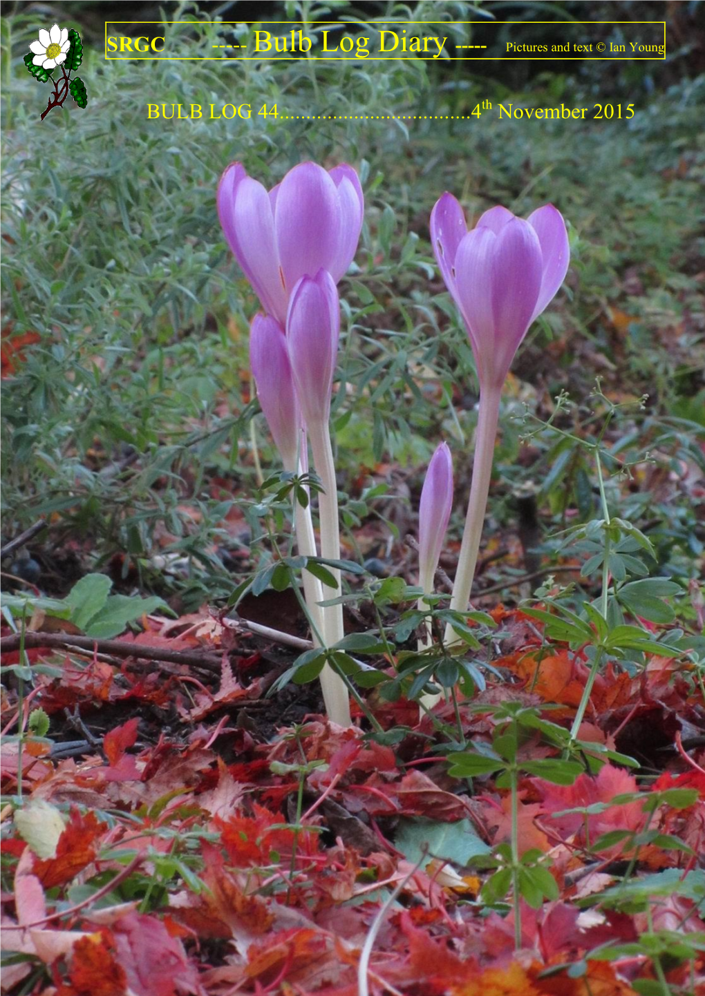 SRGC BULB LOG DIARY---Pictures and Text © Ian Young