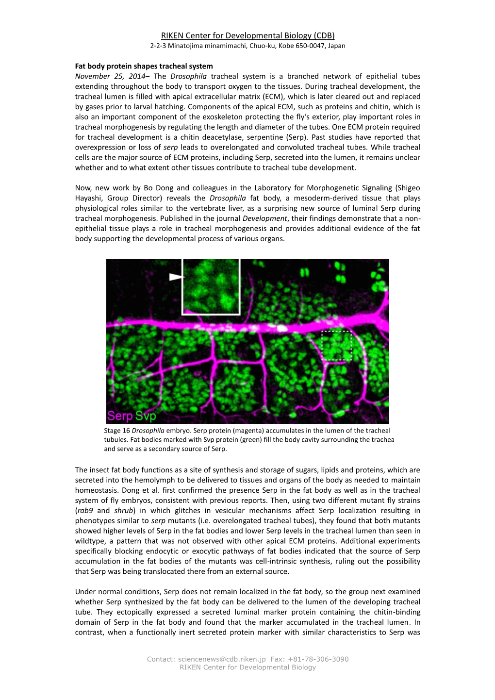 Fat Body Protein Shapes Tracheal System