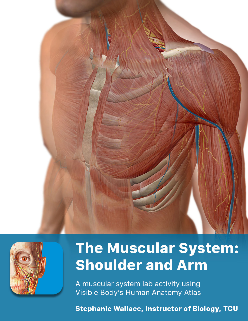 The Muscular System Views