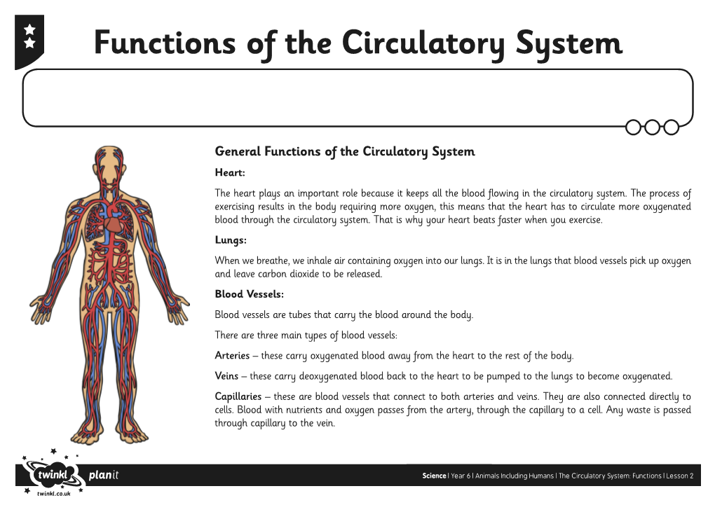 Functions of the Circulatory System