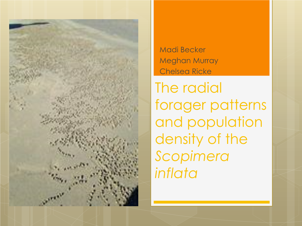 The Radial Forager Patterns and Population Density of the Scopimera Inflata