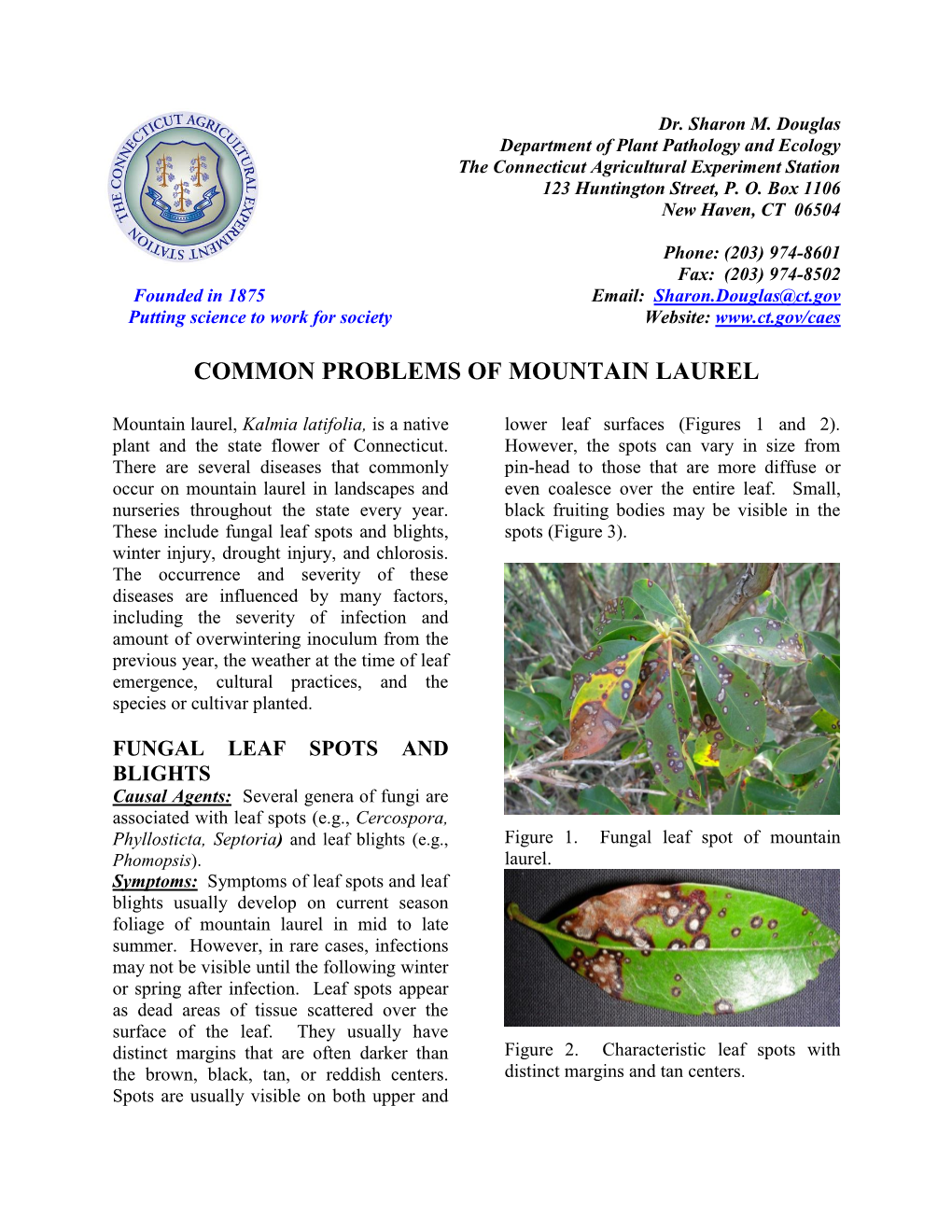 Common Problems of Mountain Laurel