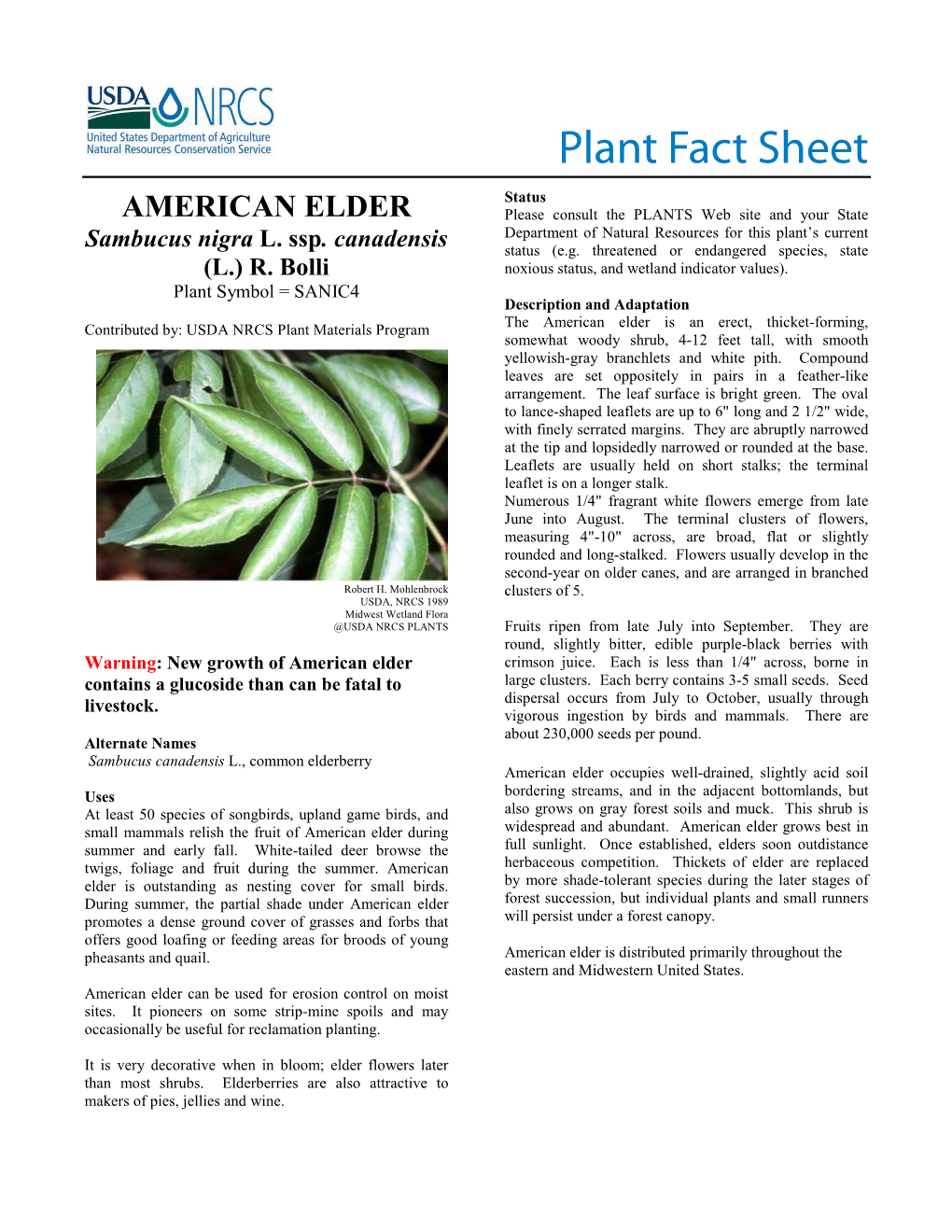 American Elder Plant Fact Sheet