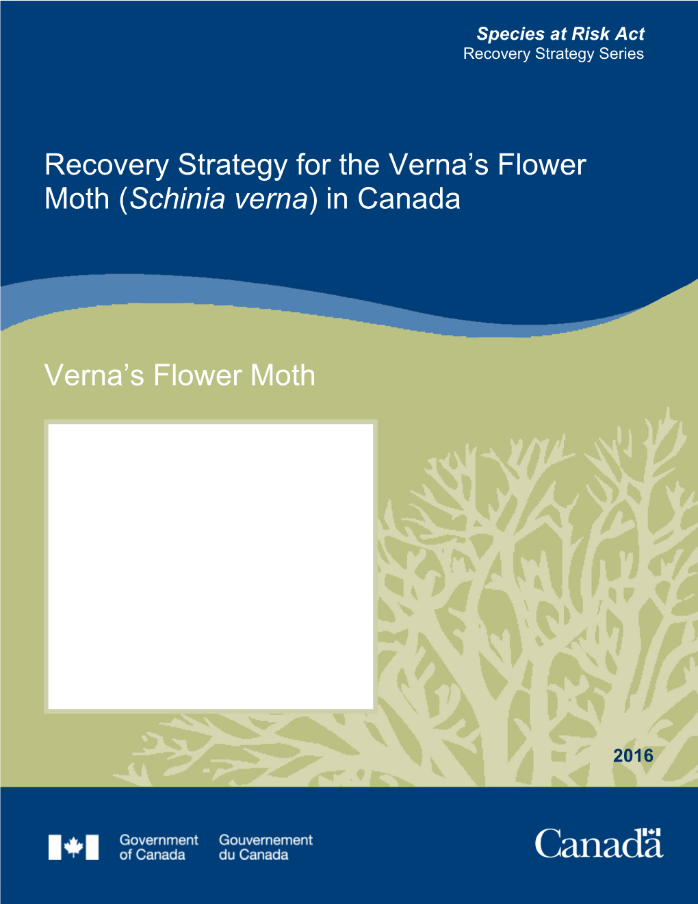 Recovery Strategy for the Verna's Flower Moth (Schinia Verna)