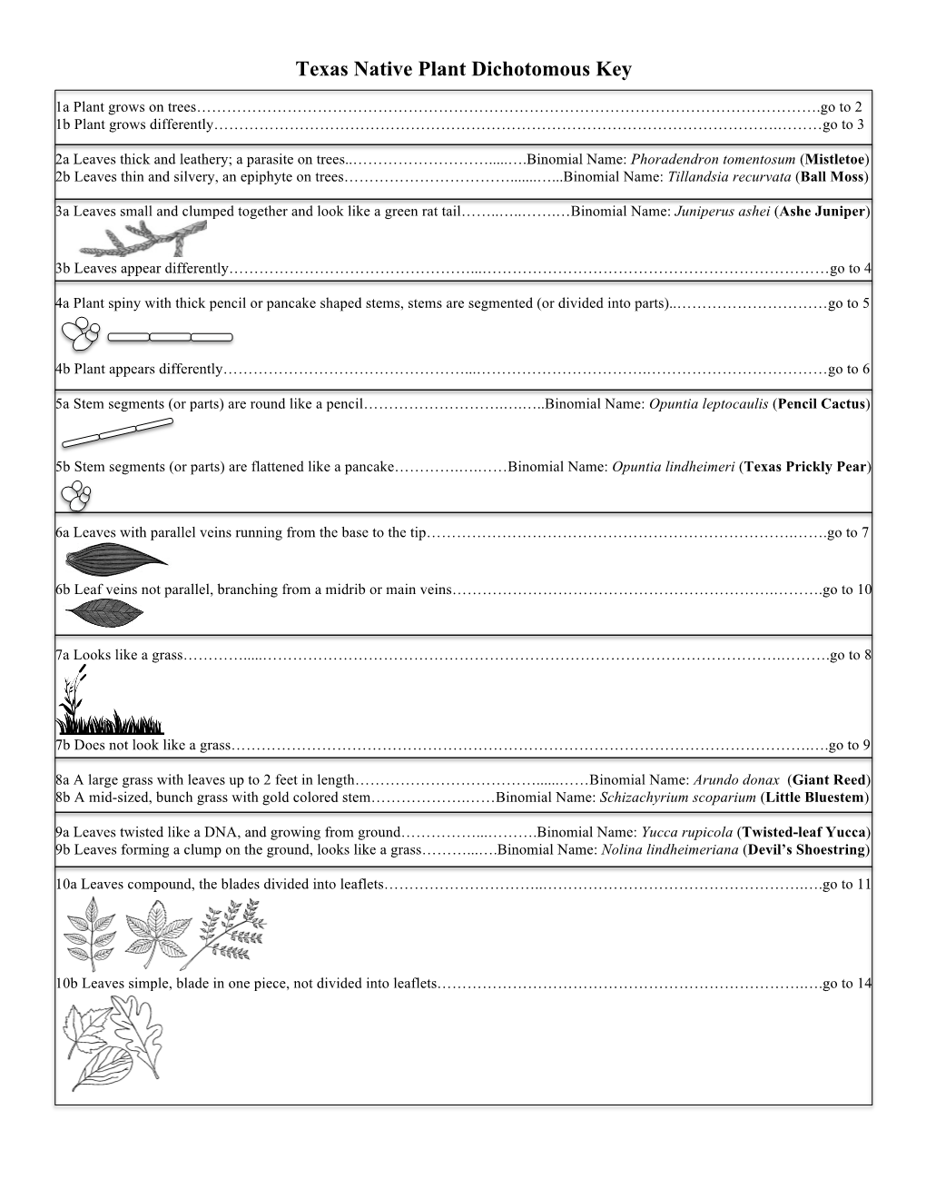 Texas Native Plant Dichotomous Key
