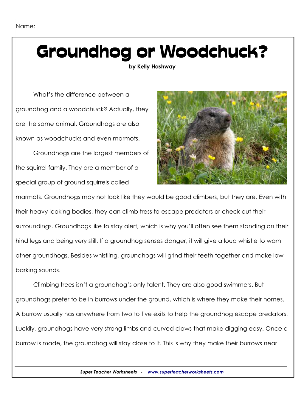 Groundhog Or Woodchuck? by Kelly Hashway