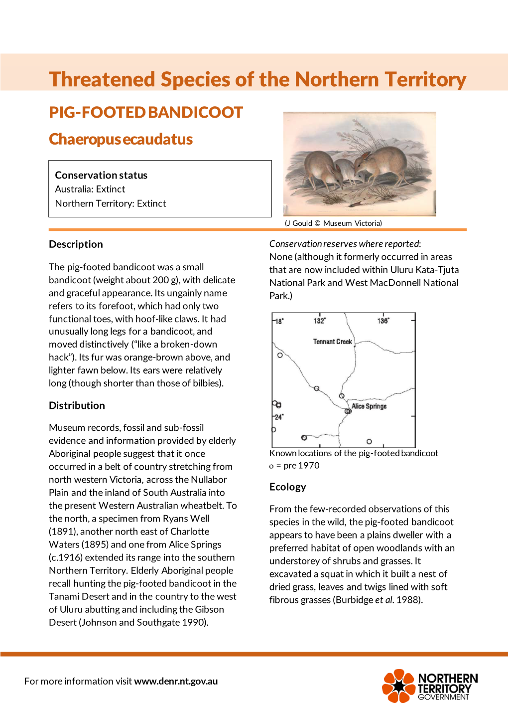 PIG-FOOTED BANDICOOT Chaeropus Ecaudatus