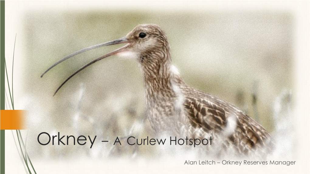 Orkney – a Curlew Hotspot