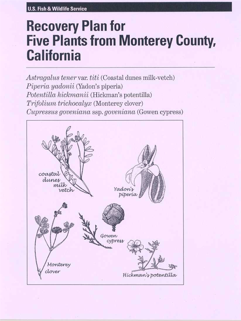 Recovery Plan for Five Plants from Monterey County, California