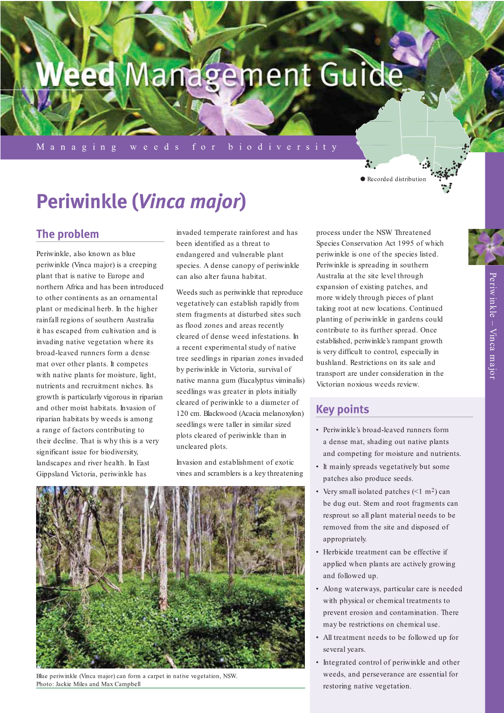 Periwinkle (Vinca Major)