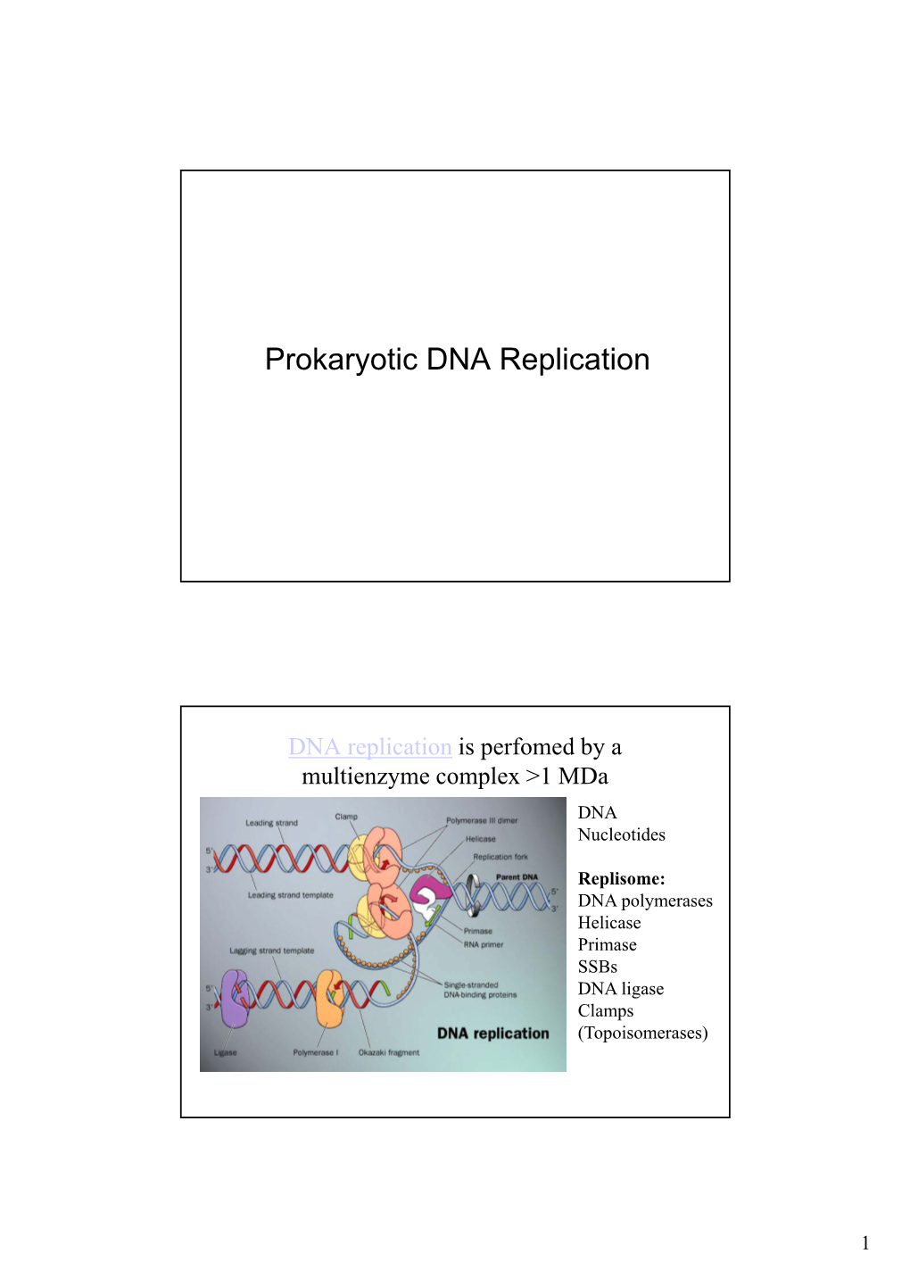 • Prokaryotic DNA Replication