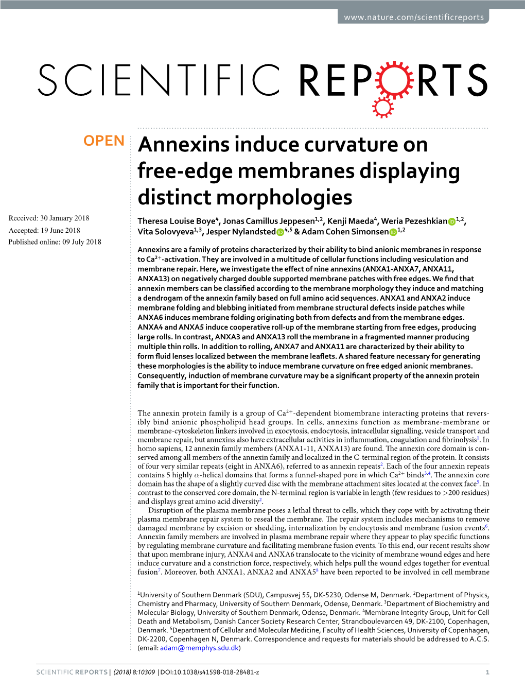 Annexins Induce Curvature on Free-Edge Membranes Displaying Distinct Morphologies