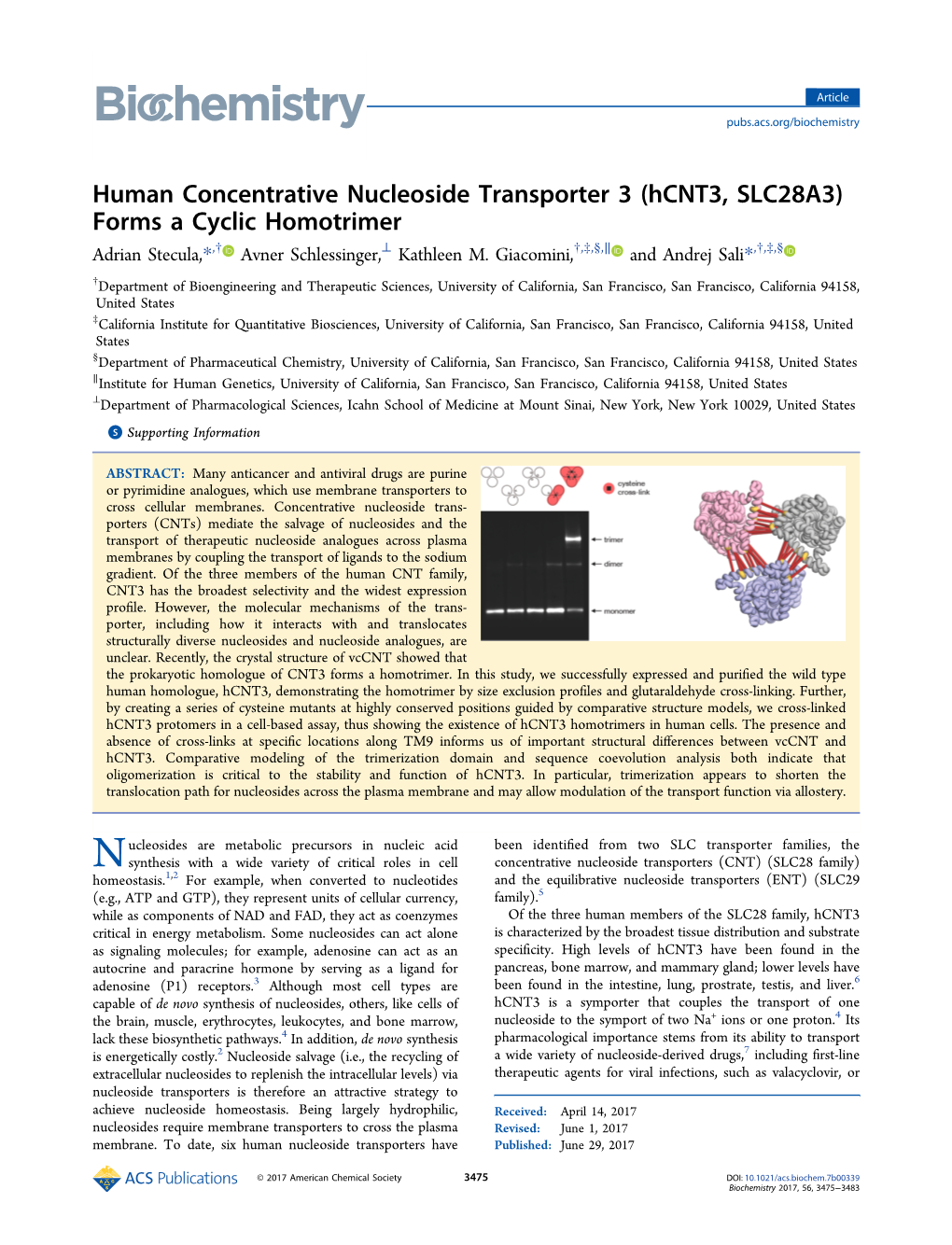 Human Concentrative Nucleoside Transporter 3 (Hcnt3, SLC28A3) Forms a Cyclic Homotrimer † ⊥ † ‡ § ∥ † ‡ § Adrian Stecula,*, Avner Schlessinger, Kathleen M