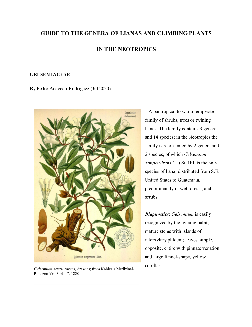 Lianas and Climbing Plants of the Neotropics: Gelsemiaceae