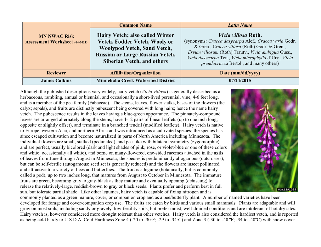 Hairy Vetch; Also Called Winter Vicia Villosa Roth