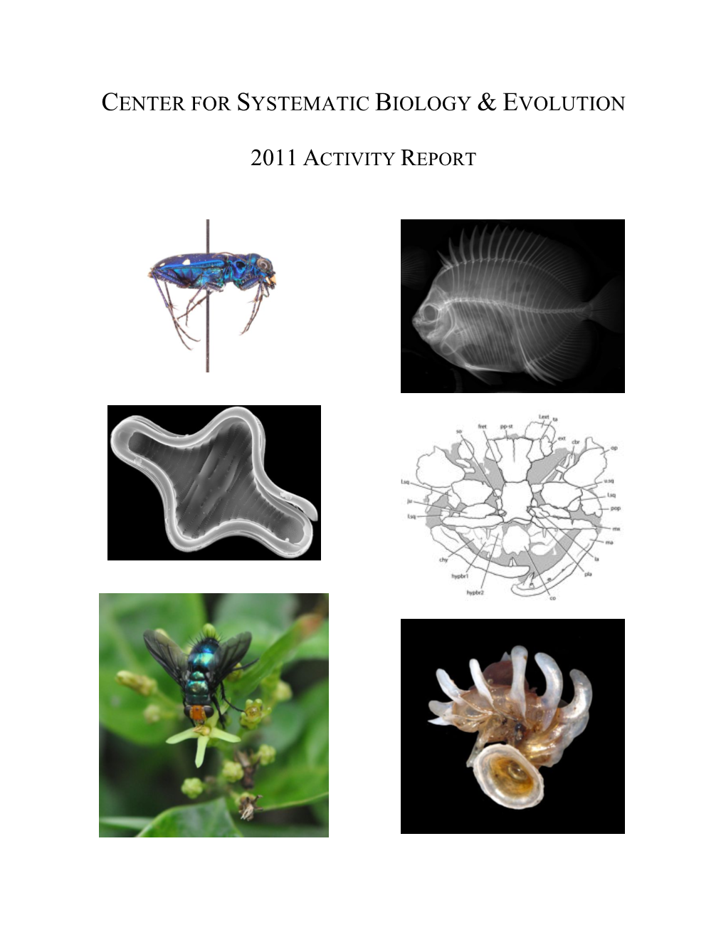 2011 CSBE Activity Report FINAL