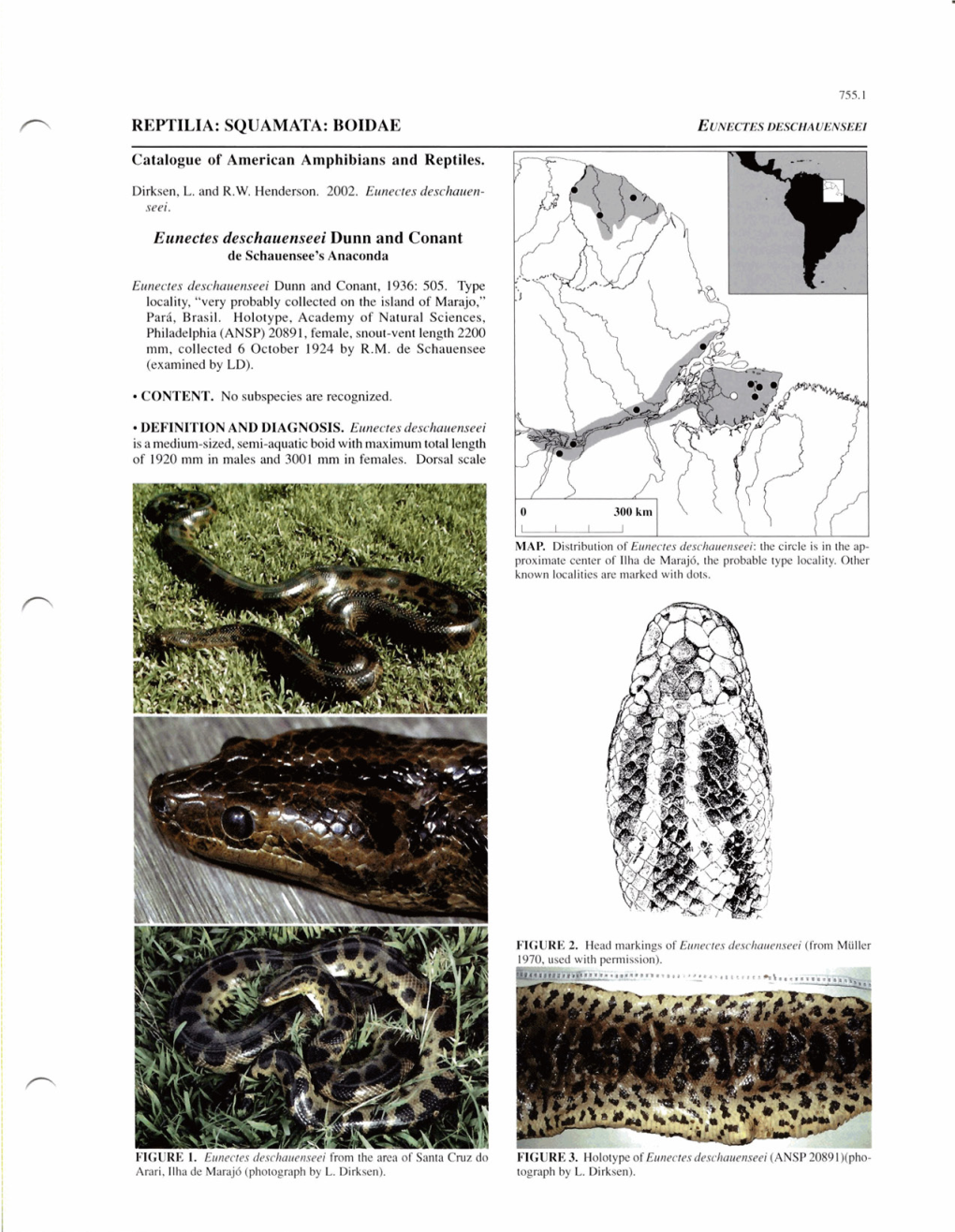 BOIDAE Eunectes Deschauenseei Dunn and Conant