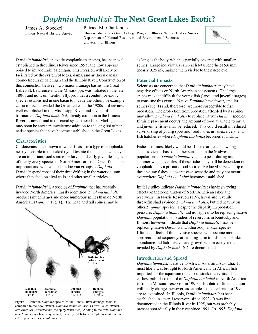 Daphnia Lumholtzi: the Next Great Lakes Exotic? James A