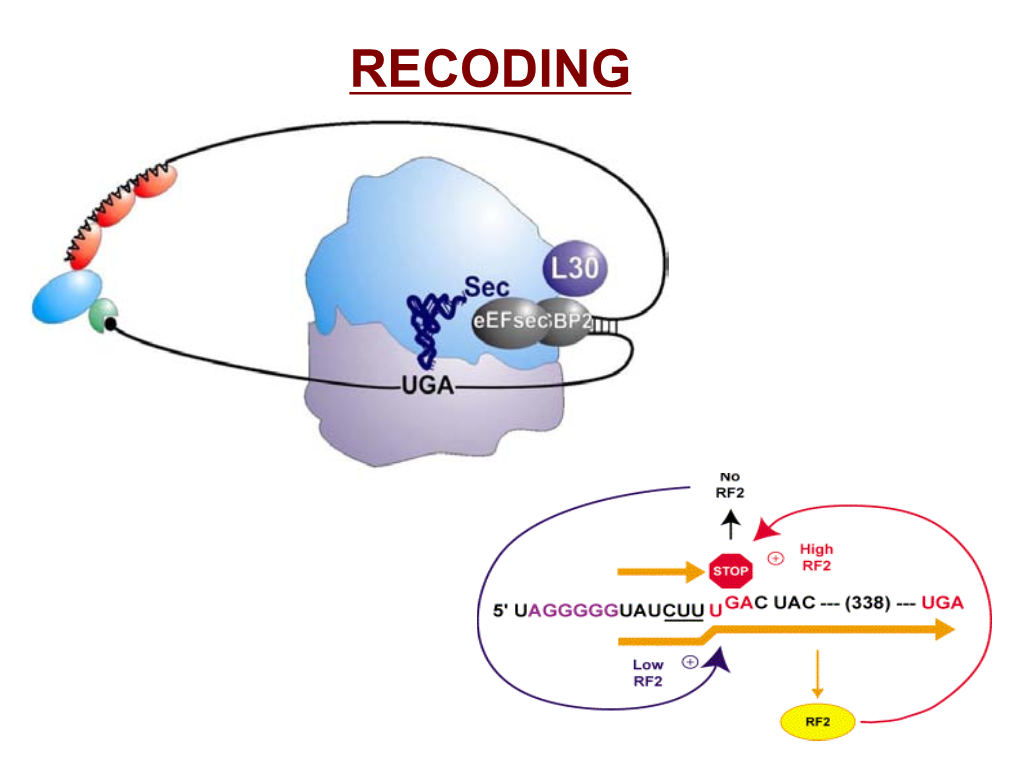 PROTEIN DEGRADATION: UBIQUITINATION PROTEASOME Ubiquitin