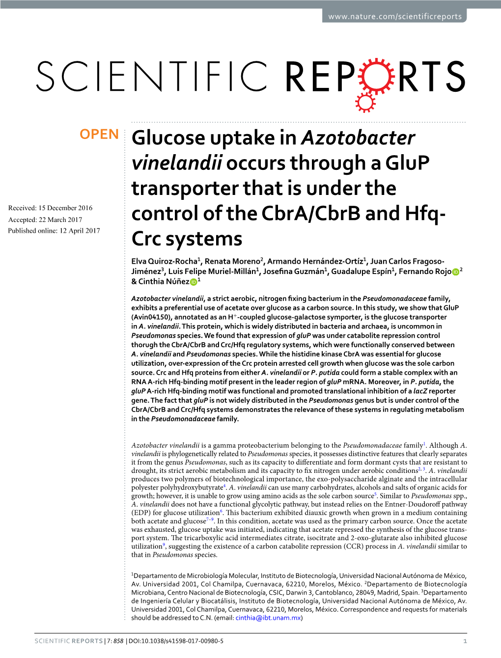 Glucose Uptake in Azotobacter Vinelandiioccurs Through a Glup