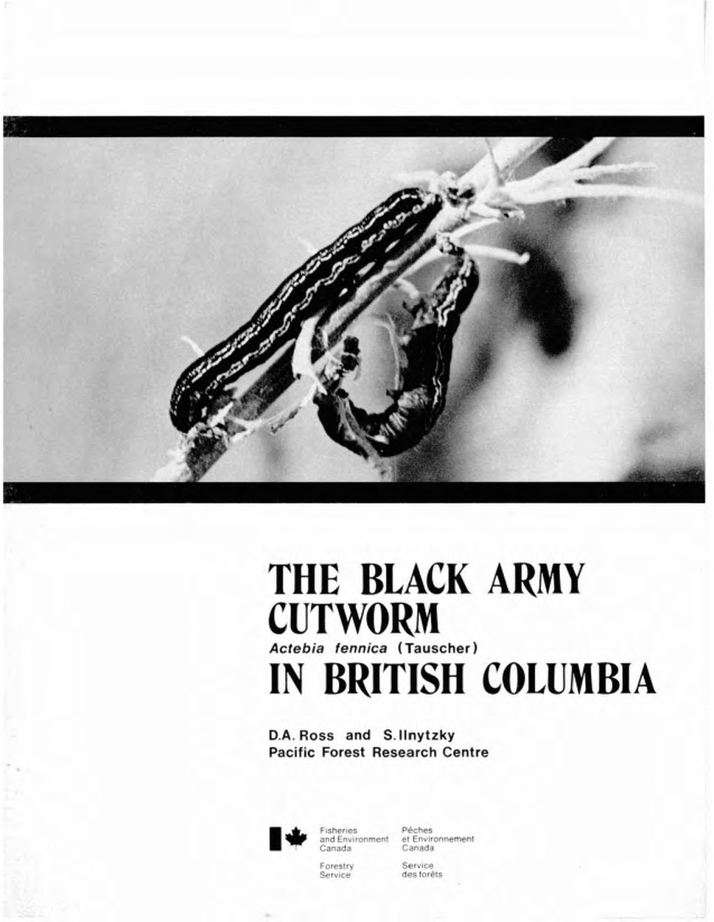 The Black Army Cutworm in British Columbia