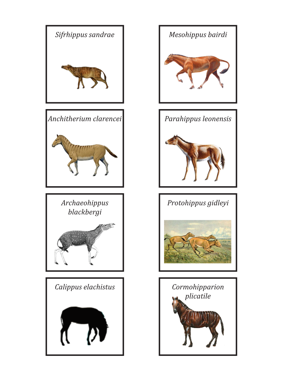 Modified Horse Cards