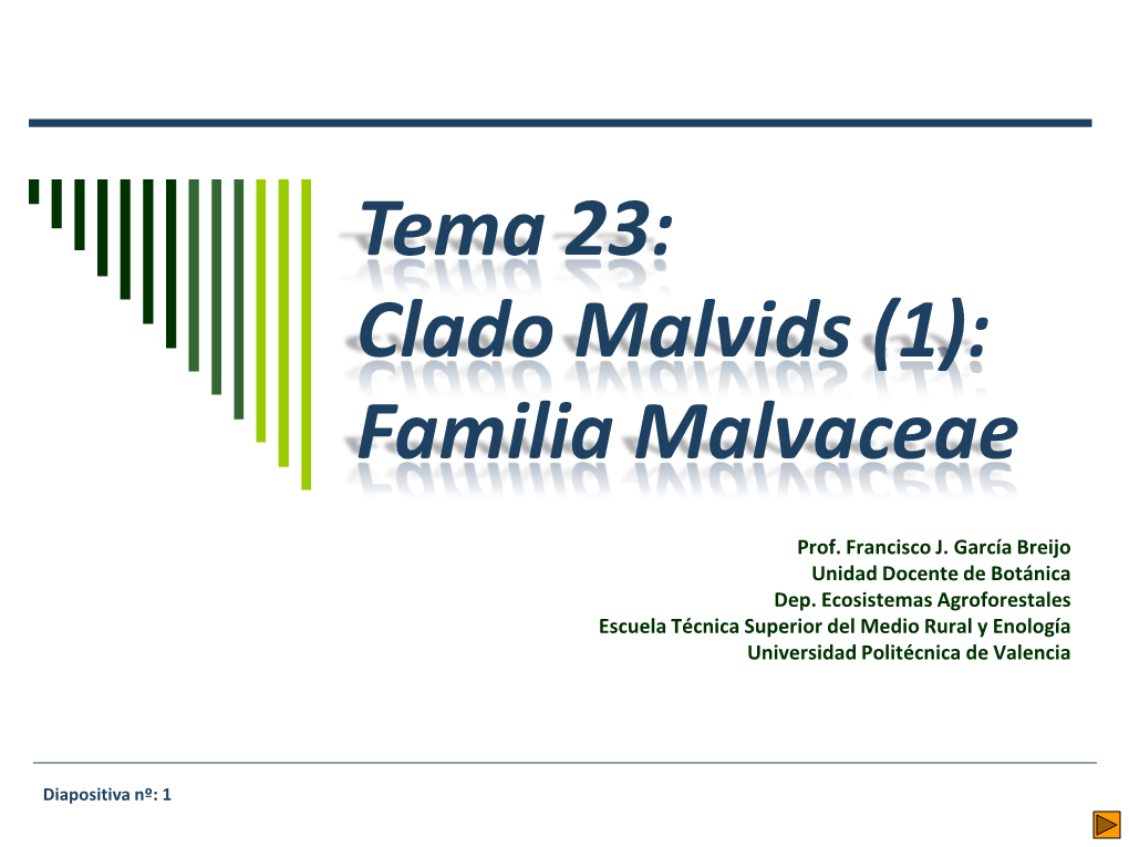 Tema 23: Clado Malvids (1): Familia Malvaceae