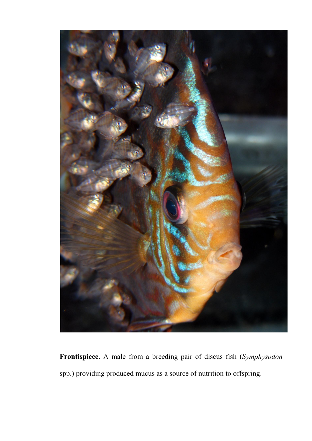 Frontispiece. a Male from a Breeding Pair of Discus Fish (Symphysodon Spp.) Providing Produced Mucus As a Source of Nutrition to Offspring