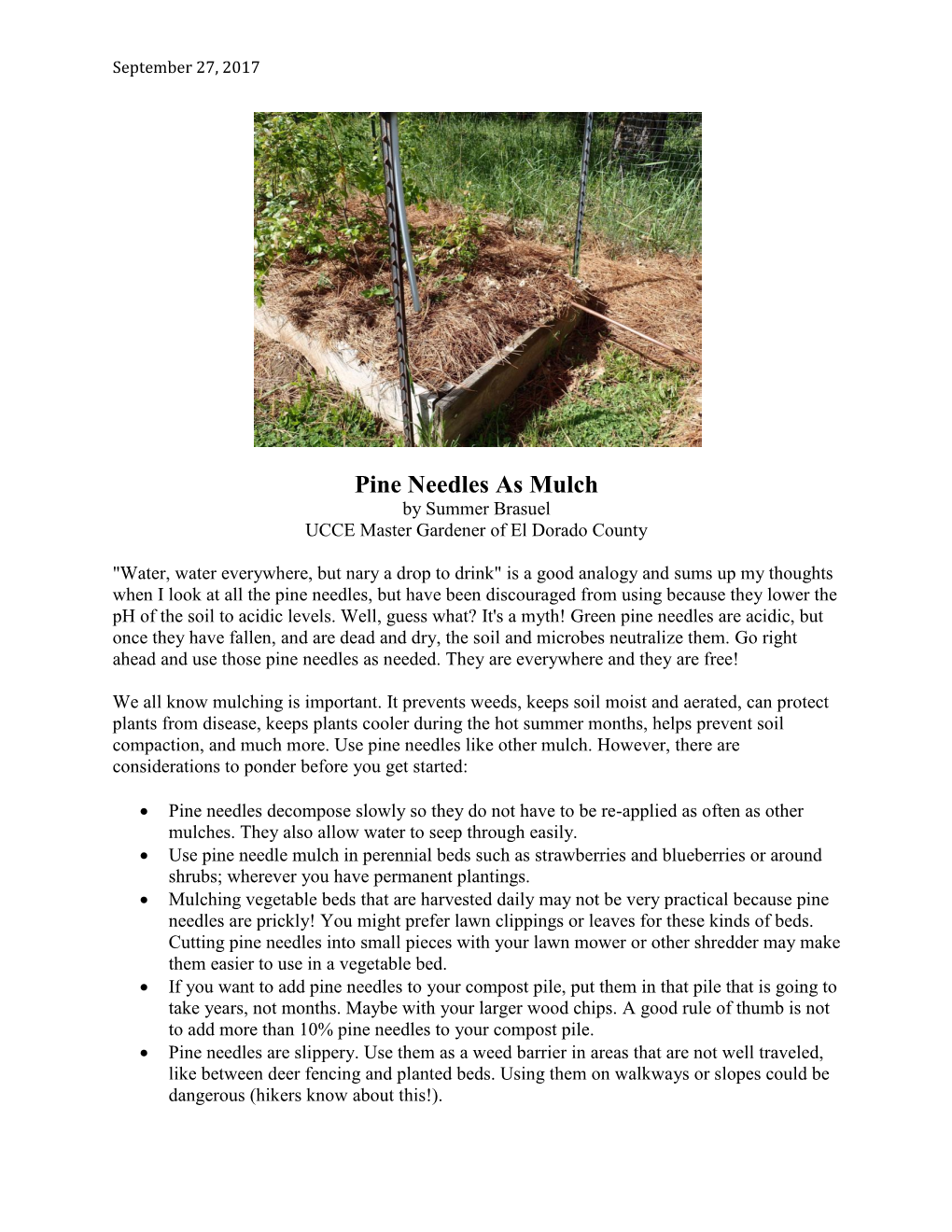 Pine Needles As Mulch by Summer Brasuel UCCE Master Gardener of El Dorado County