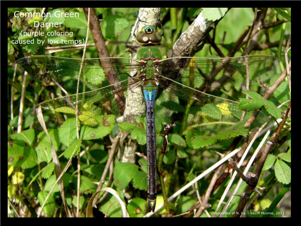 Common Green Darner (Purple Coloring Caused by Low Temps)