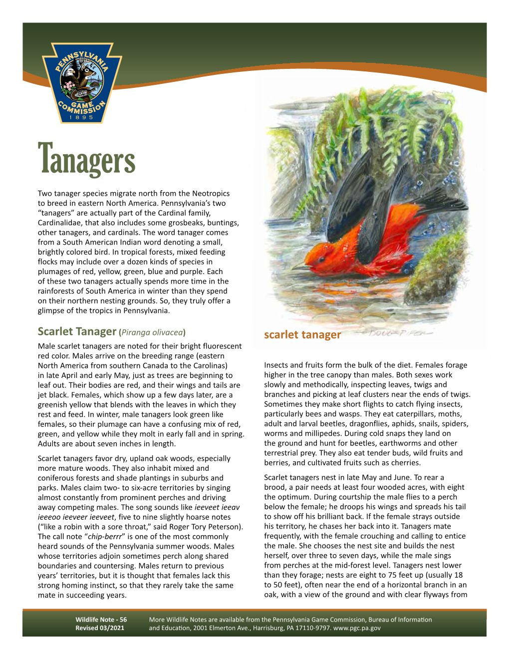 Tanagers Wildlife Note