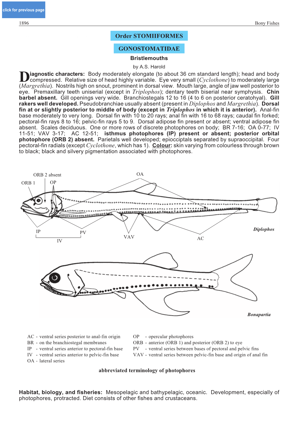 Order STOMIIFORMES